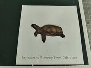 Gemälde einer Schildkröte - Dortmund Hafen