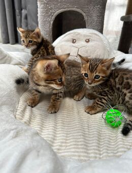 Bengal kitten mit Stammbaum - Dortmund