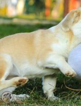 PIXIE - freundlich, verspielt, fröhlich - Linden (Hessen)