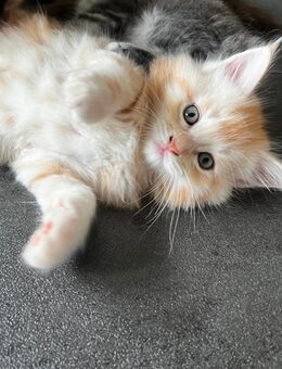 Wunderschöne Maine Coon Kitte - Helsa