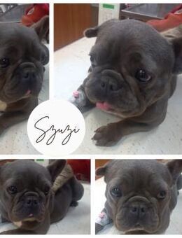 SZUZI PP sucht ihr TraumZuhause - Neustadt (Rübenberge)