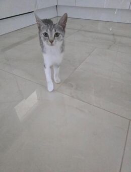 Die liebe❤️ Ella❤️sucht ihr Zuhause - Freilassing