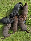 Labradoodle in 88326