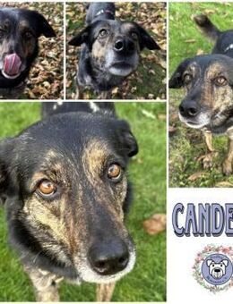 CANDELA * auf dem Weg zur Familienhündin - Duisburg