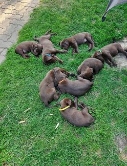 Labrador Weimaraner Mischlinge suchen ein liebevolles zu Hause - Petersberg (Sachsen-Anhalt)