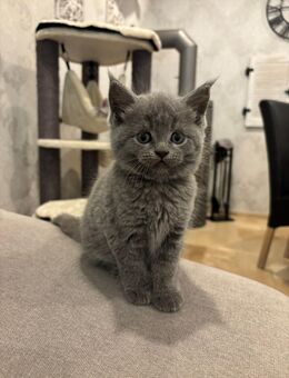 BKH / Maine Coon kitten, dürfen ausziehen - Essen