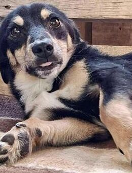 Junghund Frodo kleiner Pfötchengeber - Koblenz