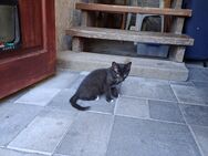 Katze - Delitzsch