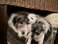 Chihuahua Welpen - Weida Liebsdorf