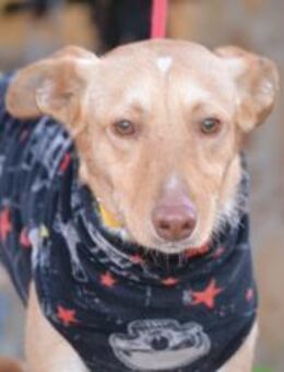 Oliver hätte gerne ein Zuhause - Konstanz