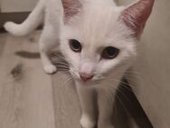 Weißer Kater sucht neues Zuhause - Löwenberger Land