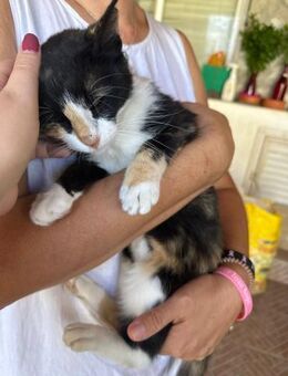 LouLou aus dem Tierschutz - Grevenbroich