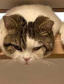 Lena - Britisch Kurzhaar - 6 Jahre - Tierhilfe Franken e.V. in 91207