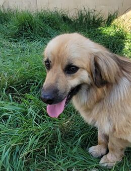 Wolliger Keno - Tholey