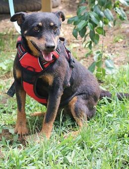 Bonita,zuckersüße Hündin wartet auf euch - Berlin