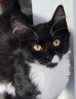 ROXY - unser Goldstück! - Sulzbach-Laufen