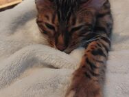 Bengalkatzen - Kalletal