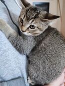 Kater kitten sucht neues Zuhause in 66125