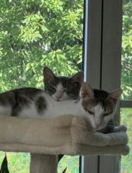 Sparkles und Mortis aus dem Tierschutz - Grevenbroich