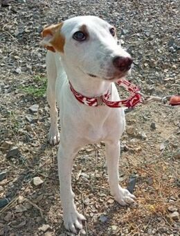 Alheli hatte großes Glück...... - Laatzen