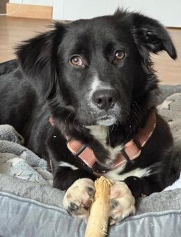 liebevolle, sensible Hündin sucht - Berlin