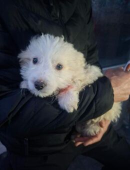 Fenno sucht seine Für-Immer-Familie - Celle