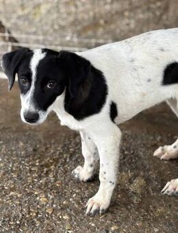 Ansvar, Gentleman in schwarzweiss🐾 - Elsdorf (Nordrhein-Westfalen)