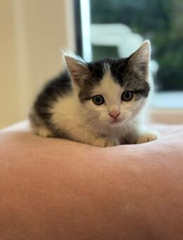 Zuckersüße Katerchen abzugeben ~Abgabe ab sofort - Heilbronn