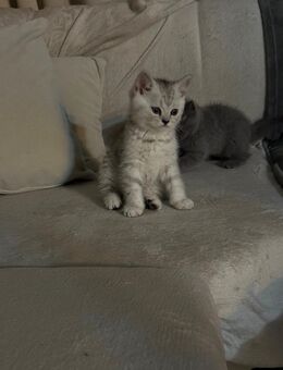 BKH Kitten - Bernau (Berlin)