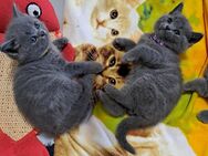 Bkh kitten reinrassige kurzhaar - Osnabrück
