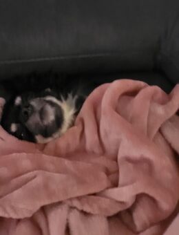 Sabrina Riesinger - Stockstadt (Main)