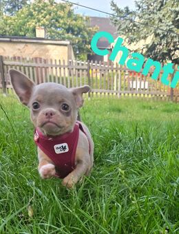 Chihuahua Welpen suchen Lieblingsmenschen - Rochlitz Zentrum
