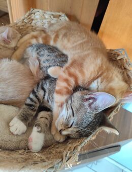 EKH Kitten, Kater Katzen, entwurmt , Hunde gewöhnt ab sofort abzugeben - Nidda