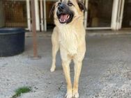 unsichtbarer Billy sucht erfahrene PS - Berlin