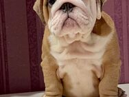 Englische Bulldogge - Mönchengladbach