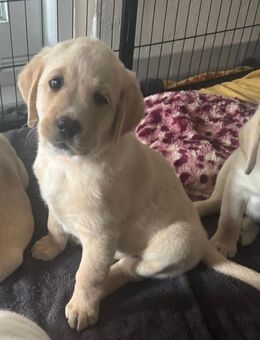 Labrador Hündin, sofort Abgabebereit - Bobritzsch-Hilbersdorf