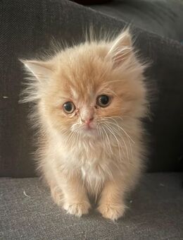 Perser Kitten mit Nase - Hilden