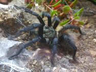 Pterinopelma sazimai - Braunschweig