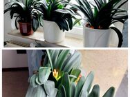 3 große Clivia / Clivien Riemenblatt Zimmerpflanzen - Hannover