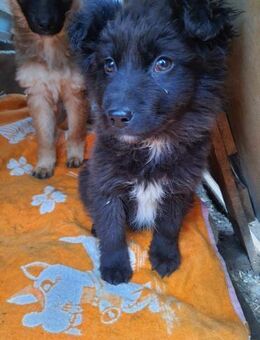 Fluffy der liebevolle Welpenjunge - Rambin