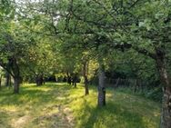 Suchen Wiese, Wald, Streuobst, Garten, Freizeit- Grundstück - Estenfeld