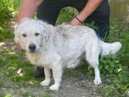 Snow sucht ein neues Zuhause - Marpingen