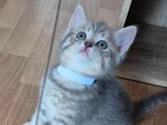 BKH Kitten - Leipzig