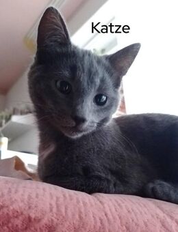 Korat-Katzen mix mit Russisch Blau 4 Monate alt - Hamburg