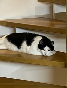 Kater Malte - München Schwabing-West