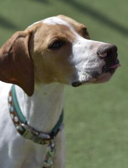 PLUTO 💛 Zuckerschnute sucht Zuhause! - Neudenau