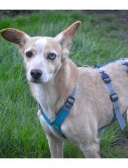 Soma - wartet in 32791 Lage - Oberwies