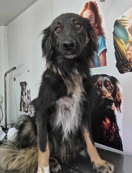Django sucht und wartet auf seinen Lieblingsmenschen - Fließem