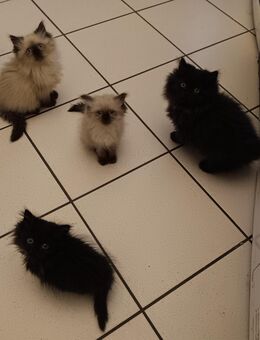 Vier britisch langhaar Katerchen - Berlin