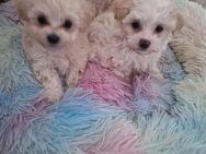 Malteser Bichon - Siegbach